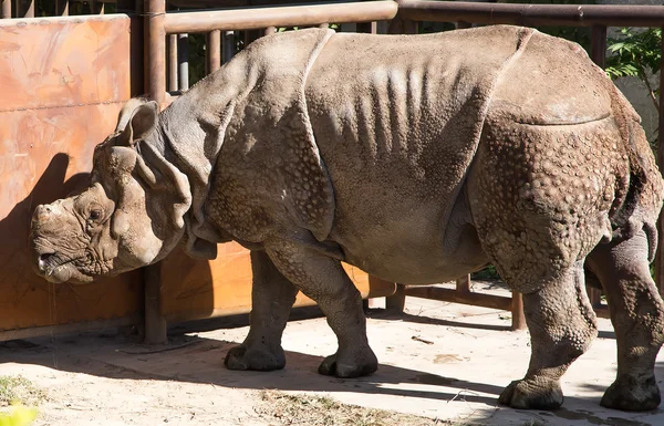White rhinoceros or square-lipped rhinoceros (Ceratotherium simum) is the largest and most numerous species of rhinoceros that exists — Stock Photo, Image