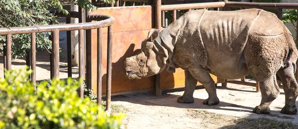 Белый носорог или квадратные губы носорога (Ceratotherium simum) является крупнейшим и самым многочисленным видом носорогов, который существует — стоковое фото