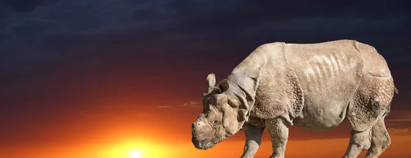 El rinoceronte blanco o rinoceronte de labio cuadrado (Ceratotherium simum) es la especie más grande y numerosa de rinoceronte que existe. — Foto de Stock