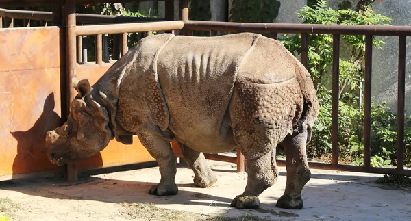 Vit noshörning eller square-lipped noshörning (ceratotherium simum) är den största och mest talrika arter av noshörning som finns — Stockfoto