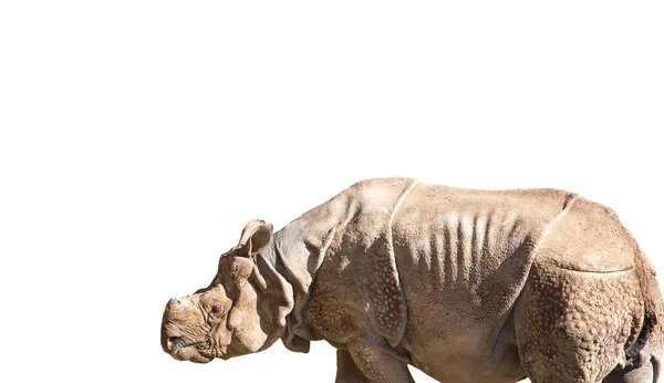 Le rhinocéros blanc ou rhinocéros à lèvres carrées (Ceratotherium simum) est l'espèce de rhinocéros la plus grande et la plus nombreuse qui existe. — Photo