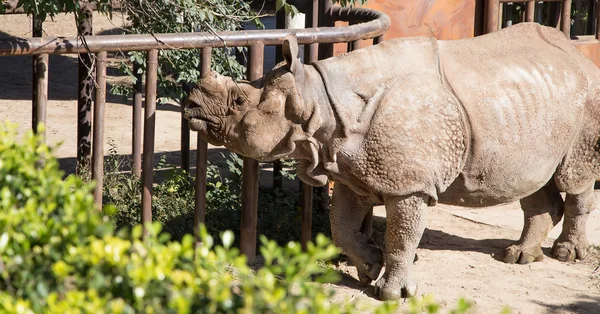 Белый носорог или квадратные губы носорога (Ceratotherium simum) является крупнейшим и самым многочисленным видом носорогов, который существует — стоковое фото