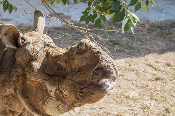 Белый носорог или квадратные губы носорога (Ceratotherium simum) является крупнейшим и самым многочисленным видом носорогов, который существует — стоковое фото