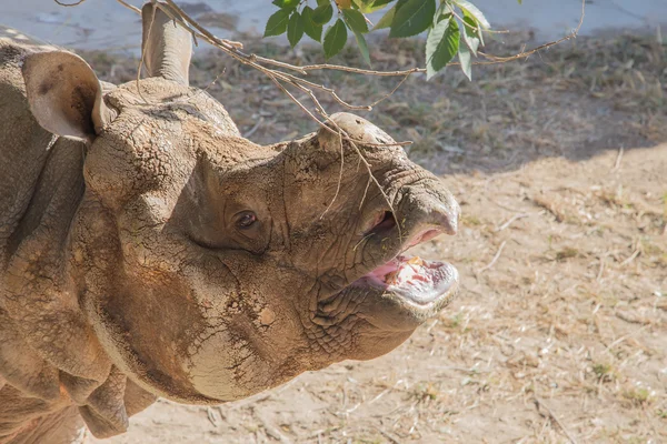 Vit noshörning eller square-lipped noshörning (ceratotherium simum) är den största och mest talrika arter av noshörning som finns — Stockfoto