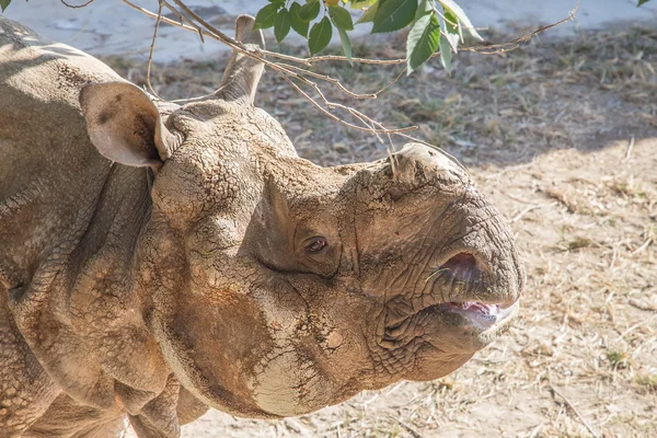 Белый носорог или квадратные губы носорога (Ceratotherium simum) является крупнейшим и самым многочисленным видом носорогов, который существует — стоковое фото