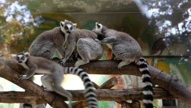 Ring-Tailed Maki (lemur catta) arkasında bir cam kafesi Hayvanat Bahçesi