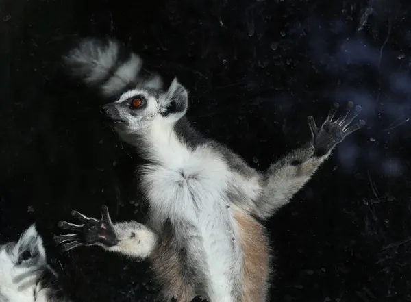 Ogoniasty lemur (lemur catta) za szkło ptaszarnia zoo — Zdjęcie stockowe