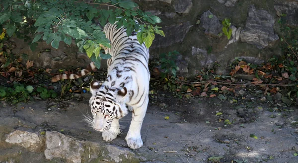 Fehér benagal tigris — Stock Fotó