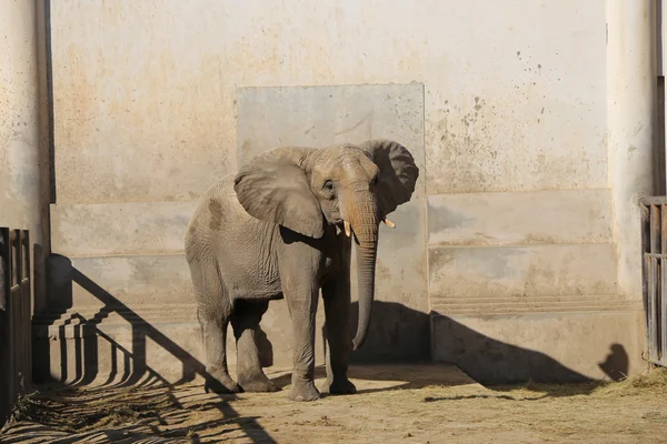 Elefante no zoológico, Pequim, China — Fotografia de Stock