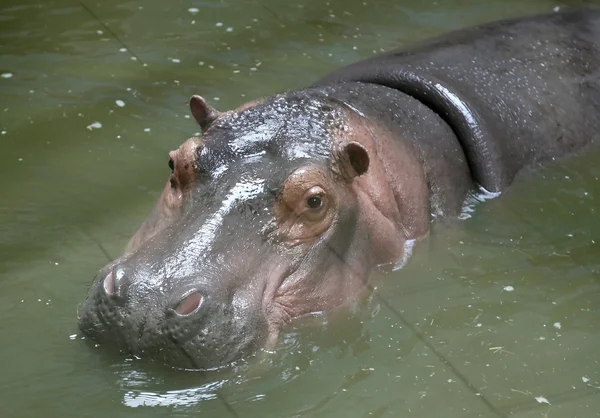 Ippopotamo enorme (primo piano) a riposo in acqua — Foto Stock