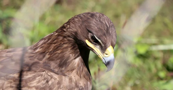 Young golden eagle (Aquila chrysaetos) close-up — Stock Photo, Image