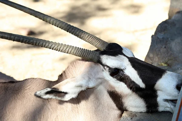 Gemsbok or gemsbuck (Oryx gazella) is a large antelope in the Oryx genus — Stock Photo, Image