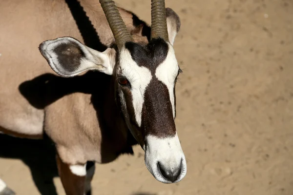 Gemsbok o gemsbuck (Oryx gazella) es un gran antílope del género Oryx. — Foto de Stock