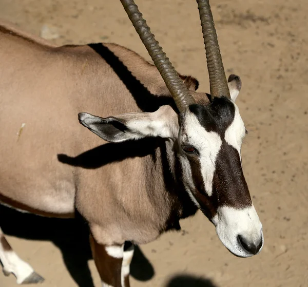 Gemsbock (Oryx gazella) ist eine große Antilope der Oryx-Gattung — Stockfoto