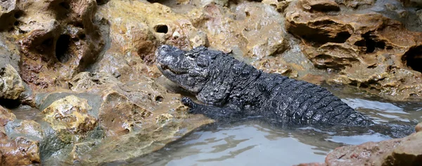 Small crocodile lies on the rocky shore , closeup — Stock Photo, Image
