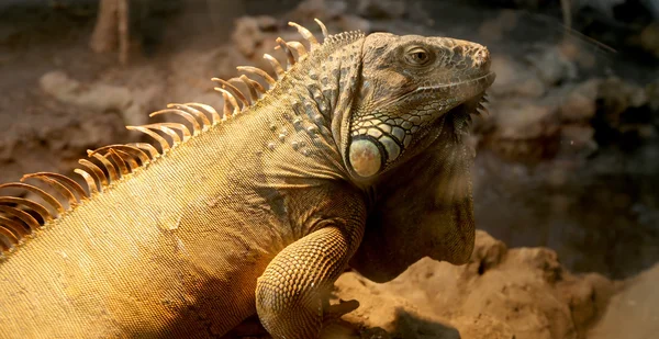Imagina una gran iguana verde, primer plano — Foto de Stock