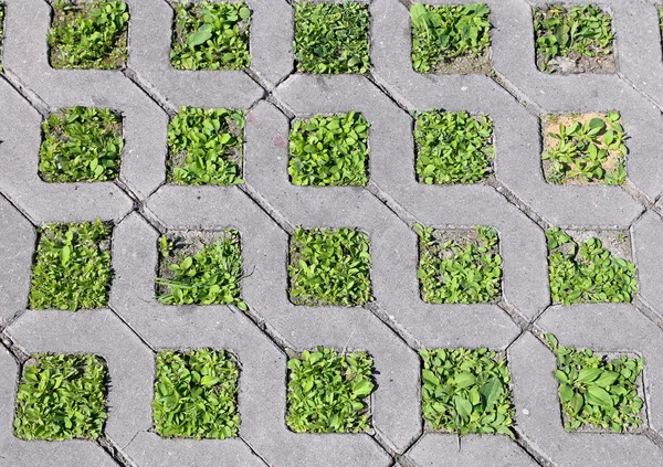 Jeune herbe verte pousse de la structure en béton — Photo