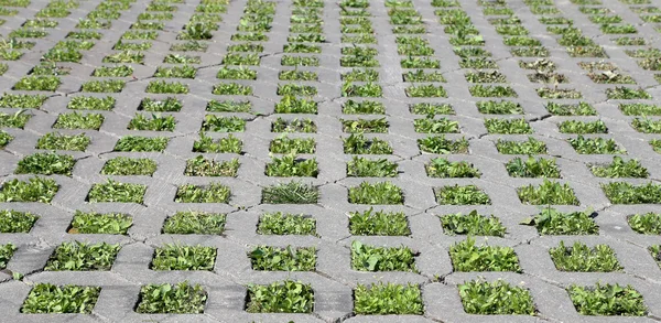 Hierba verde joven crece de la estructura de hormigón —  Fotos de Stock