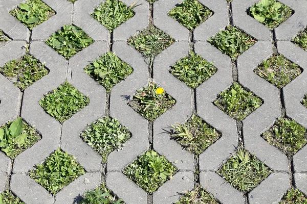 Yeşil çim beton yapısından yetişen genç — Stok fotoğraf