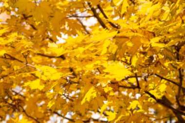 Bulanık sonbahar akçaağaç yapraklarının arkaplanı, güneşin ışığında. Kuru sonbahar yapraklarının arka planı, altın akçaağaç yapraklı sonbahar parkı, sonbahar doğası. 