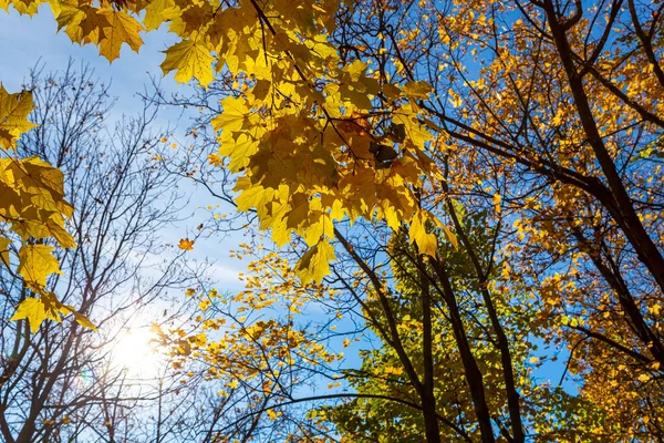 Кленовые Ветви Желтыми Листьями Осенью Свете Солнца Сухие Осенние Листья — стоковое фото