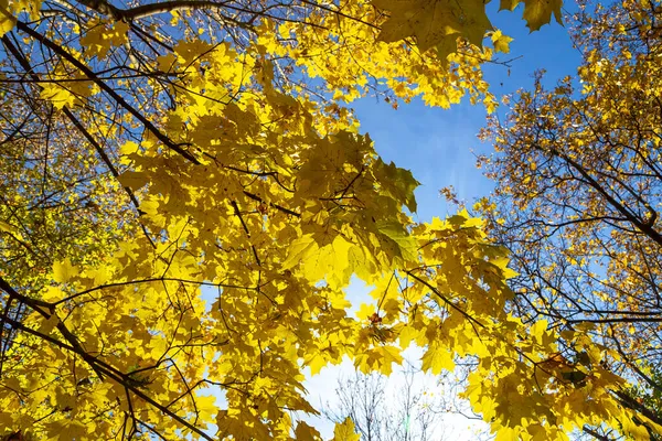 Maple Branches Yellow Leaves Autumn Light Sun Dry Autumnal Leaves — Stock Photo, Image