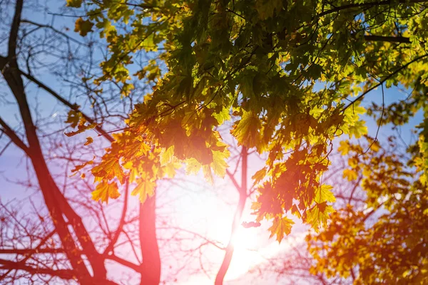 Rami Acero Con Foglie Gialle Autunno Alla Luce Del Sole — Foto Stock