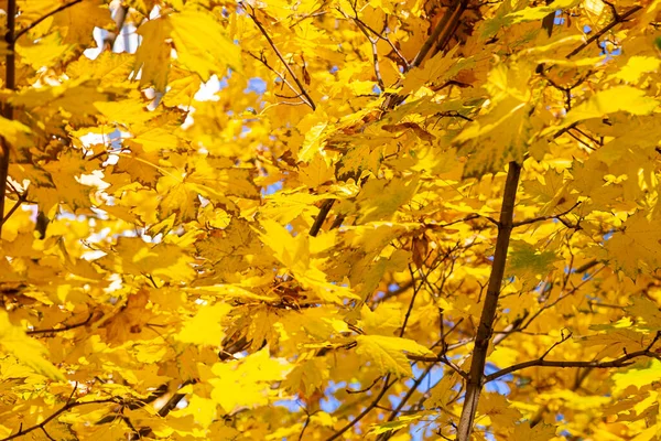 Ahornzweige Mit Gelben Blättern Herbst Licht Der Sonne Trockene Herbstliche — Stockfoto