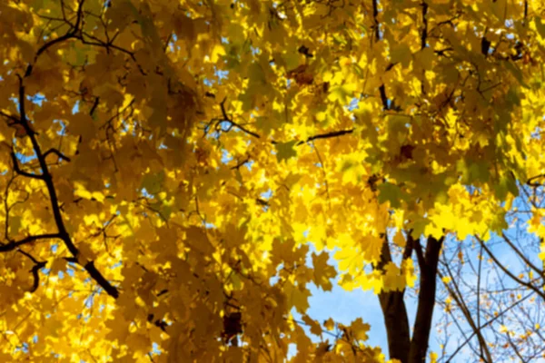 Hintergrund Der Unscharfen Blätter Des Herbst Ahorns Licht Der Sonne — Stockfoto