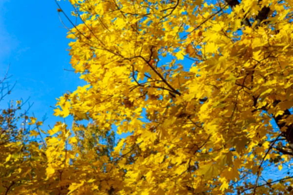 Background Blurred Autumn Maple Leaves Light Sun Background Dry Autumn — Stock Photo, Image