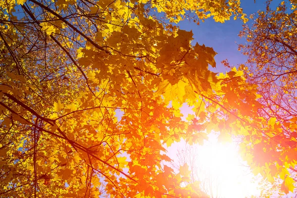 Rami Acero Con Foglie Gialle Autunno Alla Luce Del Sole — Foto Stock