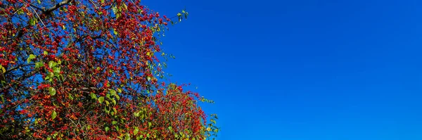 Branches Pommier Aux Petites Pommes Rouges Par Une Journée Ensoleillée — Photo