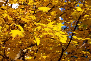 Sonbaharda, güneş ışığında, sarı yapraklı akçaağaç dalları. Kuru sonbahar yaprakları arka plan, altın akçaağaç yaprakları sonbahar parkı, sonbahar doğası.