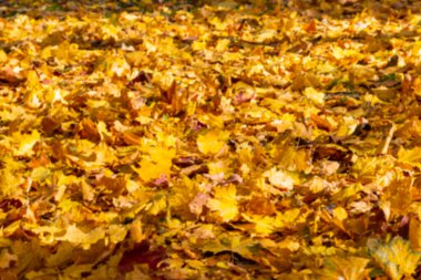 Bulanık sonbahar akçaağaç yapraklarının arkaplanı, güneşin ışığında. Kuru sonbahar yapraklarının arka planı, altın akçaağaç yapraklı sonbahar parkı, sonbahar doğası.