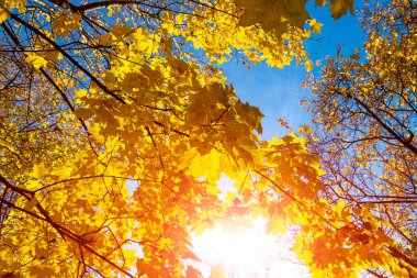 Sonbaharda, güneş ışığında, sarı yapraklı akçaağaç dalları. Kuru sonbahar yaprakları arka plan, altın akçaağaç yaprakları sonbahar parkı, sonbahar doğası.