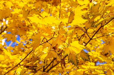 Sonbaharda, güneş ışığında, sarı yapraklı akçaağaç dalları. Kuru sonbahar yaprakları arka plan, altın akçaağaç yaprakları sonbahar parkı, sonbahar doğası.