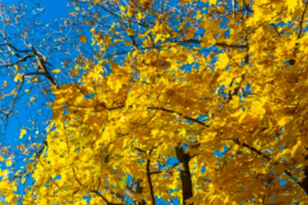 Hintergrund Der Unscharfen Blätter Des Herbst Ahorns Licht Der Sonne — Stockfoto