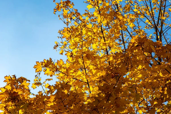 Rami Acero Con Foglie Gialle Autunno Alla Luce Del Sole — Foto Stock