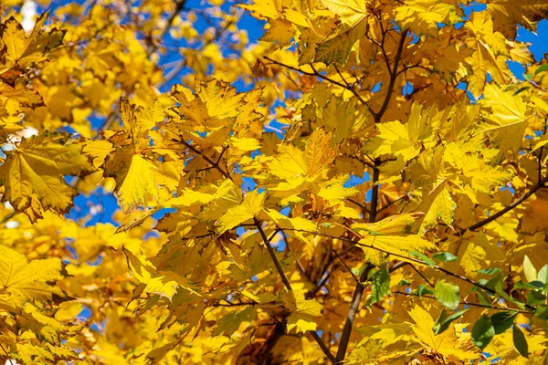 Maple Branches Yellow Leaves Autumn Light Sun Dry Autumnal Leaves — Stock Photo, Image