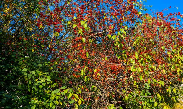 Branches Pommier Aux Petites Pommes Rouges Par Une Journée Ensoleillée — Photo