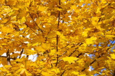 Bulanık sonbahar akçaağaç yapraklarının arkaplanı, güneşin ışığında. Kuru sonbahar yapraklarının arka planı, altın akçaağaç yapraklı sonbahar parkı, sonbahar doğası. 