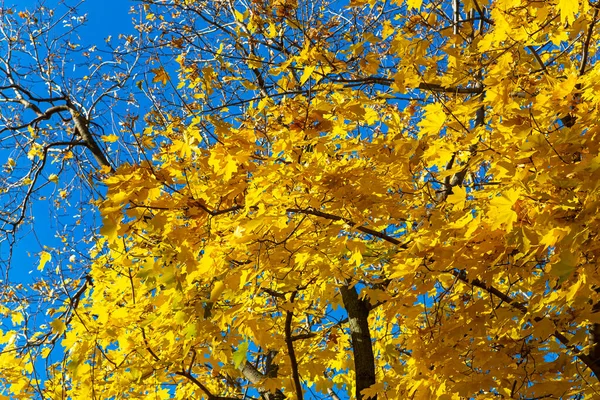 Ahornzweige Mit Gelben Blättern Herbst Licht Der Sonne Trockene Herbstliche — Stockfoto