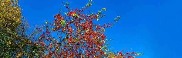 Branches Pommier Aux Petites Pommes Rouges Par Une Journée Ensoleillée — Photo