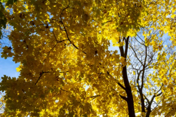 Background Blurred Autumn Maple Leaves Light Sun Background Dry Autumn — Stock Photo, Image