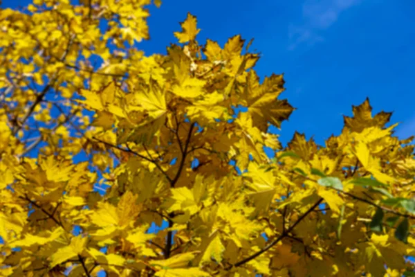 Fond Feuilles Érable Automne Floues Lumière Soleil Fond Feuilles Automne — Photo