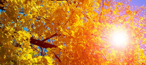 Кленовые Ветви Желтыми Листьями Осенью Свете Солнца Сухие Осенние Листья — стоковое фото