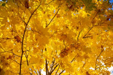 Bulanık sonbahar akçaağaç yapraklarının arkaplanı, güneşin ışığında. Kuru sonbahar yapraklarının arka planı, altın akçaağaç yapraklı sonbahar parkı, sonbahar doğası. 