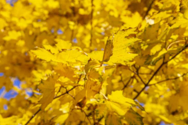 단풍나무 햇빛을 받으며 배경을 이루고 황금빛 단풍나무 가을의 — 스톡 사진