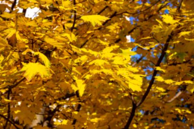 Bulanık sonbahar akçaağaç yapraklarının arkaplanı, güneşin ışığında. Kuru sonbahar yapraklarının arka planı, altın akçaağaç yapraklı sonbahar parkı, sonbahar doğası. 