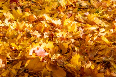Bulanık sonbahar akçaağaç yapraklarının arkaplanı, güneşin ışığında. Kuru sonbahar yapraklarının arka planı, altın akçaağaç yapraklı sonbahar parkı, sonbahar doğası.